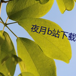 夜月b站下(xià)载