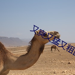 又爽又猛又粗国产免费