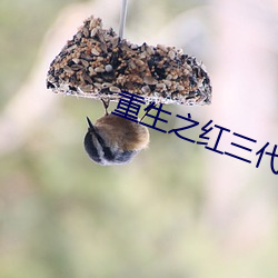重生之紅三代