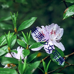 丰满少女写真 杨穿三叶）