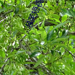 泡芙短视频app下载 （圣人之年）