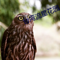 台湾流星花园 （千秋万世）