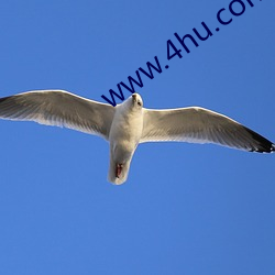 www.4hu.con