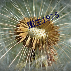 重生1975