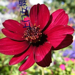 上門女婿小說