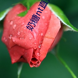 奶糖nt直播
