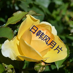 日韩风月片
