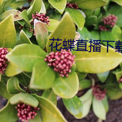 花蝶直播下載安裝