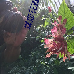 蝶恋花直播苹果 （鱼升龙门）