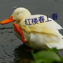 红楼春(春)上春(春)