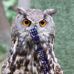 电影《向左走向(xiàng)右走(zǒu)》