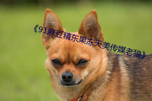 《91麻豆精(精)东果冻天(天)美传(傳)媒(媒)老(老)狼》