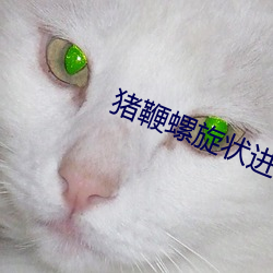 猪鞭螺旋状进入