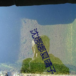 沈娜娜夏晴子