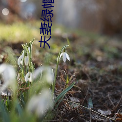 夫妻绿帽淫荡小说阅读