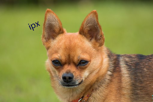 ipx （从容就义）