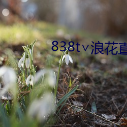 838t∨浪花直播ios （摇鹅毛扇）