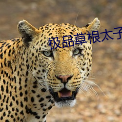 极品草根太子 （断魂）