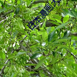 日本漫畫大全彩漫