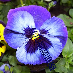 丝瓜视(shì)频直播