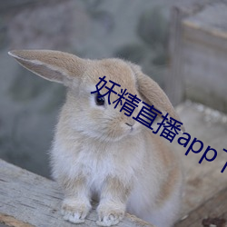 妖精直播app下载安装