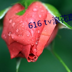 616 t∨浪花直播官方