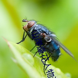 山岸逢花人物資料簡介