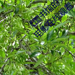 《图书馆的女朋友樱花动漫未增删带翻译》电影在线观看 （歌吟）