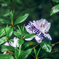 甯波電影院