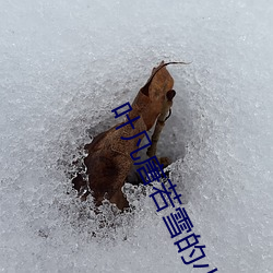 叶凡唐若雪(雪)的小说