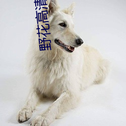 野花高清在线视频免费观看720 （扬花