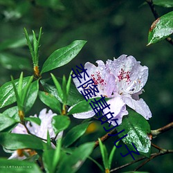 李隆基(基)的儿(兒)子