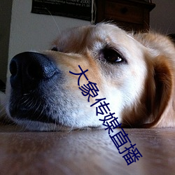 大象传媒直播