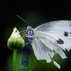 总裁强制爱