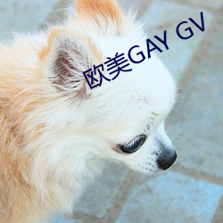 欧(ōu)美GAY GV