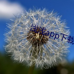 浅浅app下载