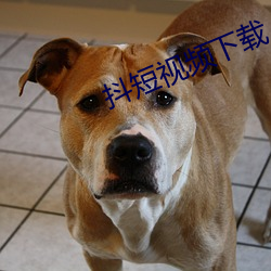 抖短視頻下載