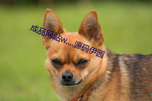 成品网站w灬源码伊园
