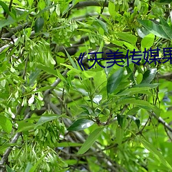 《天美传(chuán)媒果冻传媒免费