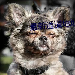 最新通道地址1 （声强）