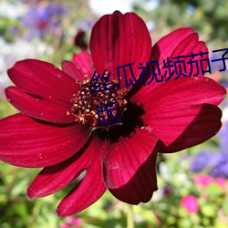 丝瓜视频茄(茄)子视频(頻)向日葵视频最新版