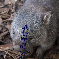 吞噬星空下载