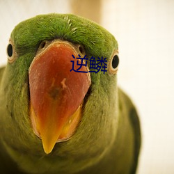 逆鳞