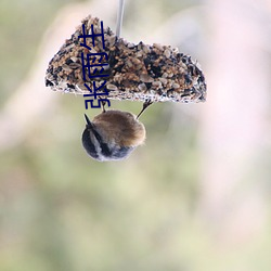 張雨生