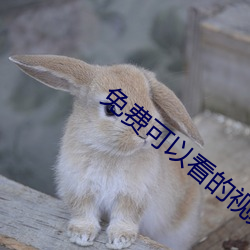 免(免)费可以看的视频网(網)站