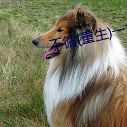 不循(重生)一(一)寸(寸)方舟