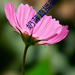 奶昔直播破解版