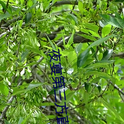 夜宴第三(sān)方直播软件在(zài)哪下