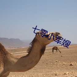 七(qī)零(líng)小军嫂(sǎo)