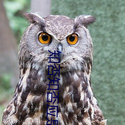 知(zhī)否知否应是绿(lǜ)肥(féi)红(hóng)瘦百度